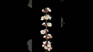 Timelapse of flower  beautiful flower blooming timelapse [upl. by Ayot]