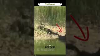 crocodile vs anaconda fight shorts [upl. by Nnor]