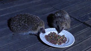 Comment nourrir et observer les hérissons de son jardin Hedgehogs on my garden [upl. by Akimad]