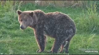 94 and Her Two Cubs Eat Grass in a Popular Grazing Spot KRV 9212024 exploreorg [upl. by Esiuol]