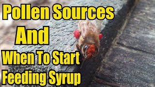 Pollen Sources And When To Feed Syrup Inside The Hive [upl. by Aliwt249]