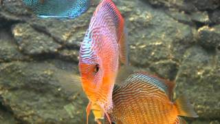 Snake Skin Discus Fishmp4 [upl. by Ameen]