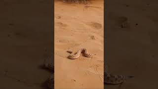 Saharan horned viper slithers on desert sand viper wildlife sahara animals [upl. by Margaretha885]