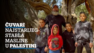 Čuvari najstarijeg stabla masline u Palestini [upl. by Doro]