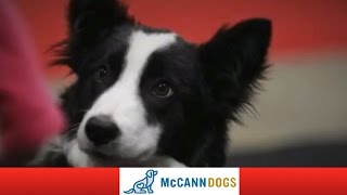 Pictures Of The McCann Dog Stars From The Toronto Sportsmens Show [upl. by Ecinaj]