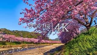 【日本の春を告げる】伊豆 河津桜まつりを訪ねて  JAPAN in 4K [upl. by Ardeha]