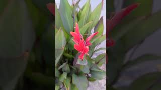 Canna coccinea beautiful red flower natureexploreshortviral [upl. by Fonz]