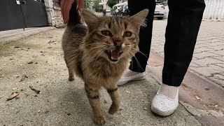 Fluffy tabby cat meowing so cute [upl. by Skerl]