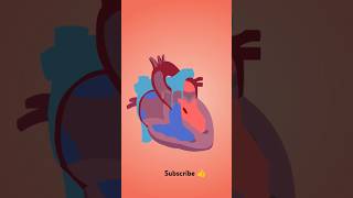 Blood circulation brain blood flow in the brain  aiims  nursing officerCho  shortvideo [upl. by Ignatz]