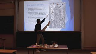 HOOF ANATOMY BALANCE amp FOOT FUNCTION  Cambridge Equine Vet talk 2018 [upl. by Vandervelde]