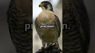 The Shocking Truth About The Peregrine Falcon [upl. by Aneri]