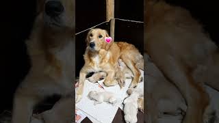 🐻 Puppies are born Teddy retriever puppies are HERE 💗✨️ retriever mix viral newborn mix puppies [upl. by Nnylatsyrc473]