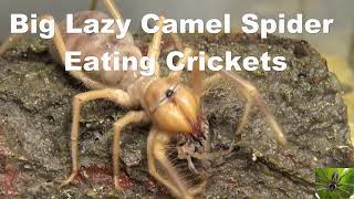 Big Lazy Camel Spider Eating Crickets [upl. by Mehetabel]