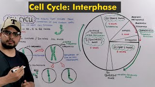 Interphase of Cell Cycle  Cell Division How Cell prepare itself to Divide [upl. by Thrift]