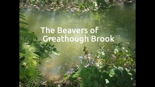 Beavers in the Forest of Dean [upl. by Paschasia]