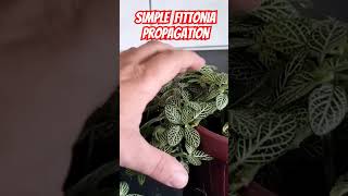 3 simple Fittonia propagation plants garden houseplants flowers propagation [upl. by Chloette384]