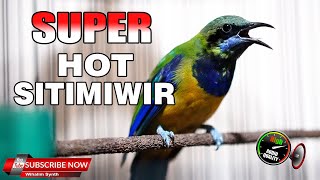 MASTERAN SUPER HOT ISTIMEWA SIMPEL MEWAH UNTUK MURAI BATU ANDA [upl. by Nhepets]