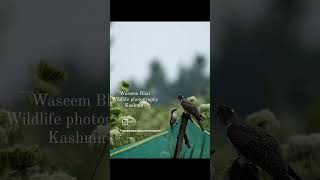 Miracle of almighty in Birding nature wildkashmir wildlife travel [upl. by Terrej]