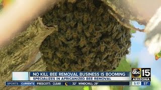 Nokill bee removal business is booming [upl. by Egide]