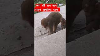 बंदर चना खाने के लिए भाग रहे ayodhya ram rammandir hanuman hanumanji monkey trending shorts [upl. by Vyner175]