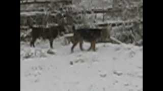 Airedale terrier spielen w Chesapeake Schnee im November 2012 [upl. by Barbette]