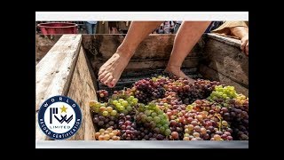 RECORD  mondiale pigiatura uva con i piedi  World record crushing grapes with their feet [upl. by Surovy]