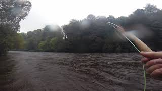 River Annan Hoddom Beat Salmon Fishing 4th October 2021 [upl. by Lorenzana]