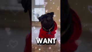 FREE hugs available here dogshorts pugcentral puppy pug pets meme funnydogs dog puglife [upl. by Sabrina910]