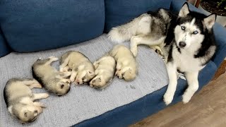 The Cutest Husky Puppies My Dogs are Fleeing From Puppies [upl. by Nuhsyar]