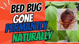 How Kidney Bean Leaves Can Help You Get Rid of Bed Bugs Naturally 🐜🌿 [upl. by Berhley]