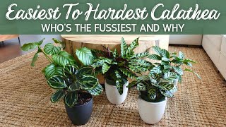 Hard to Easy Calathea  Whos the Fussiest and Why [upl. by Brear]