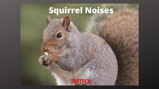 Squirrel Noises  What Do Squirrels Sound Like  Trutech Wildlife Service [upl. by Bord174]