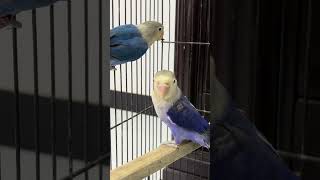 Lovebirds Blue split palefellow and violet split palefellow [upl. by Fleda]