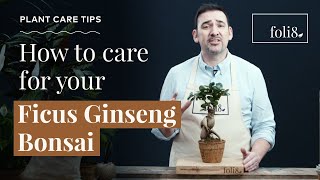 Ficus Ginseng Bonsai Plant Care 🌿 Ficus microcarpa  foli8 [upl. by Ruiz]