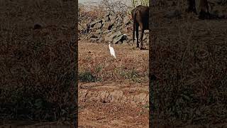 White cattle egret [upl. by Algar]