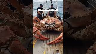 KING CRAB short shortvideo crab seafood giantcreatures lobster [upl. by Eolc]