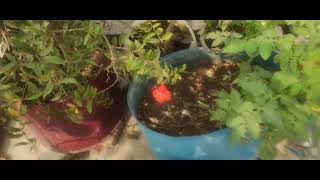 garden update aur garden ka bura HAL [upl. by Traci]