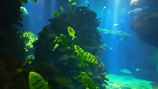 The Ultimate Relaxation Fishes Gliding in an Aquarium ytshorts trending yt 1k shortsfeed 2k [upl. by Rialb]