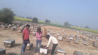 Shergill bee farm mohali punjab [upl. by Lindsy]