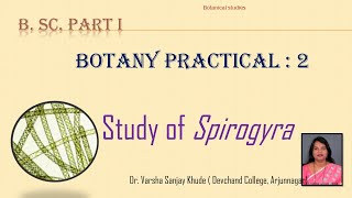 Spirogyra practical  Dr Varsha S Khude  botanical Studies [upl. by Kotto6]