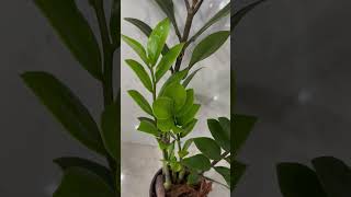 Zamia Green Zz indoor plant [upl. by Seek]