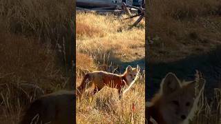 Wildlife Encounters at Grand Teton National Park grandtetons wildlife grandtetonnationalpark [upl. by Claudell]