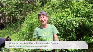 Wineberry vs Multiflora Rose Invasive Species [upl. by Codd]