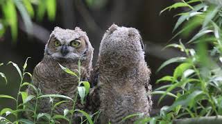 2024 Tryon Creek Owl Fest Video Extras [upl. by Lacsap689]