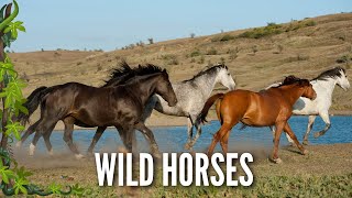 In the Wild the Behavior of Wild Horses Horse Breeding secretanimals [upl. by Oigufer]