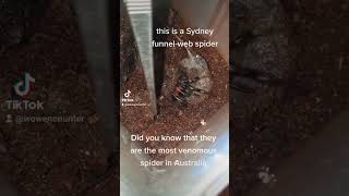 Sydney FunnelWeb Spider like and subscribe for more wowencounter funfacts spiders [upl. by Cartan]