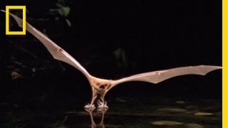 Catfish vs Bat  National Geographic [upl. by Nay]