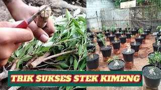 STEK BATANG BONSAI BERINGIN KIMENG DAN KELEBIHANYA quotFICUS KIMENGquot [upl. by Ginnifer253]