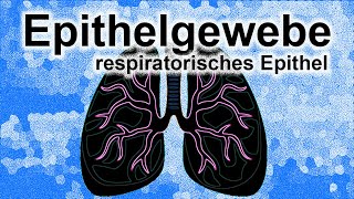 Epithelgewebe Teil 4  respiratorisches Epistel [upl. by Deach]