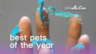 Funniest Pets 🐶 Dogs and 😻 Cats  Awesome Funny Pet Animals Videos 2020 [upl. by Dareece]